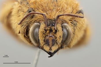 Media type: image;   Entomology 816434 Aspect: head frontal view